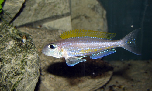Xenotilapia flavipinnis 'Isanga Bay'